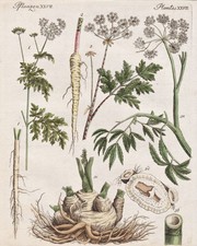 Schierling hemlock ciguë Kräuter Giftpflanzen Botanik Kupferstich Bertuch 1795