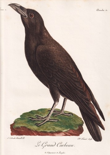 Kolkrabe raven birds vogel - birds,