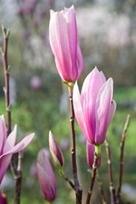 Magnolia 'Sentinel', Magnolie