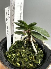 Vanda falcatas 'Manhou' ? ? SELTEN/RARE