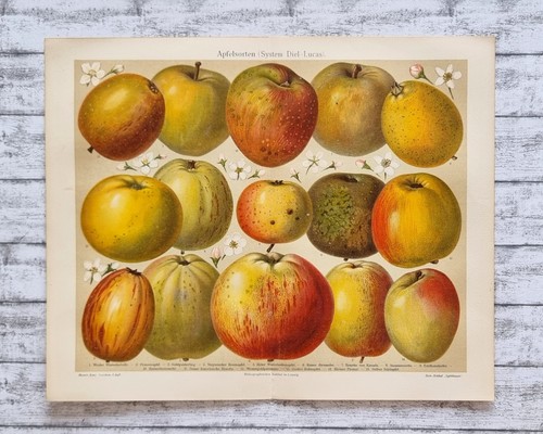 Apfelsorten diel lucas obst - apfelsorten,