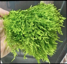 Große Portion Weeping Moos -