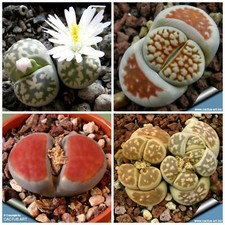10 Samen LITHOPS Karasmontana