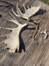 Geweih Abwurfstangen Elch und