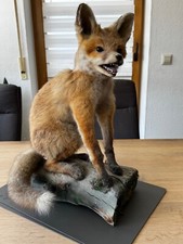 Präparat Fuchs Rotfuchs aus