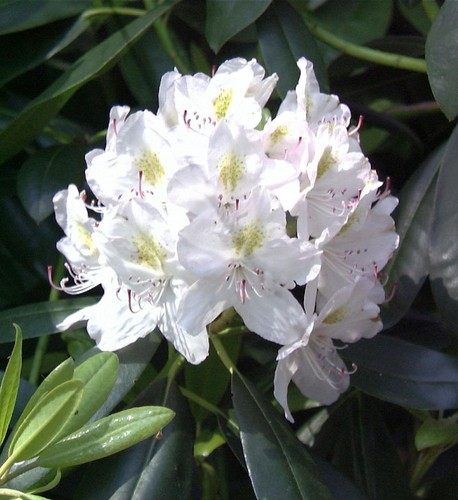 Großblumige rhododendron - großblumige,
