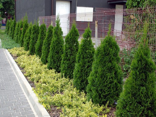 Lebensbaum smaragd 50 cm - lebensbaum,