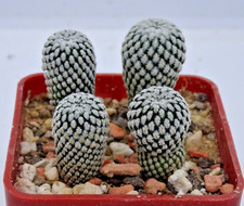 Kakteen – Kaktus – (Mammillaria) Solosia pectinata - 4 Stück