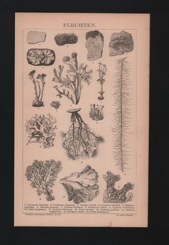 Lithografie 1883 flechten - 1883,,