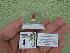 Zahn vom Raptor Deltadromeus