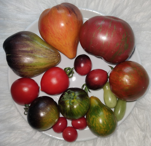 Tomatensamen tomaten saatgut - tomaten,