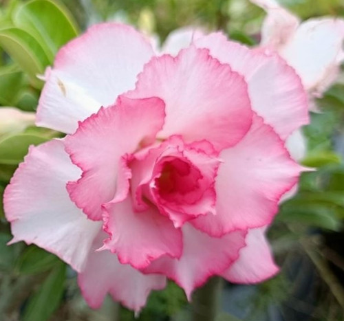 Wüstenrose adenium obesum - adenium,
