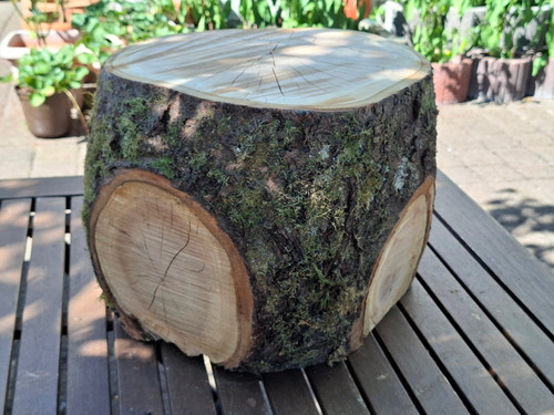 Holz wildkirsche massiver - holz,