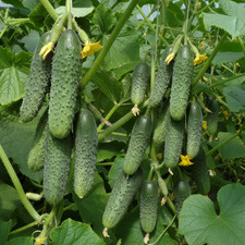 Gurke Samen Furor F1 Hybride