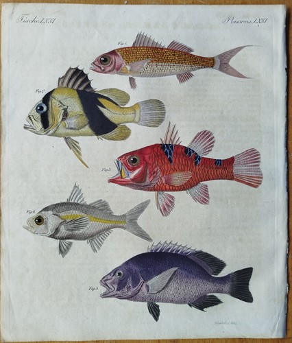 Schöne fische bertuch - schöne, #