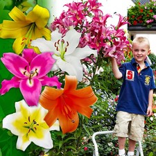 Lilien Zwiebeln Winterhart -