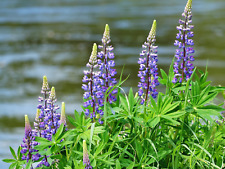 5000 Samen Stauden-Lupine