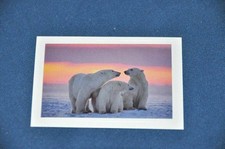 REWE ABENTEUER TIERWELT Nr. 11