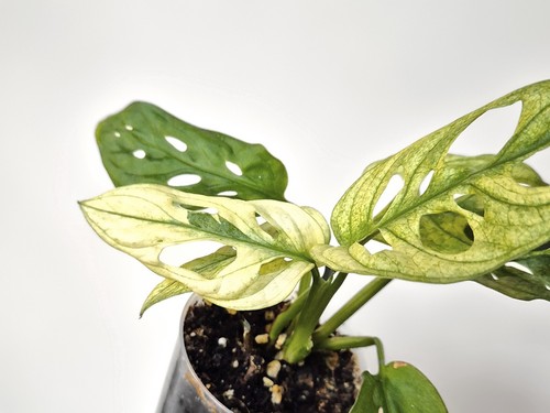 Monstera adansonii albo - monstera,