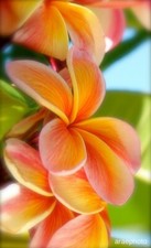 8000210 Frangipani Plumeria 1