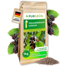 Purgrün Bio Maulbeerbaum