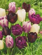 50 Tulpenzwiebeln weiß/lila/schwarz gemischt Tulpen Lieferbar ab 9.9.