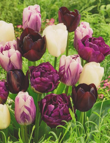 Tulpenzwiebeln - 50,