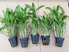 3Topf Cryptocoryne lucens Wasserkelch Wasserpflanzen  Aquarienpflanzen 3€/Stk