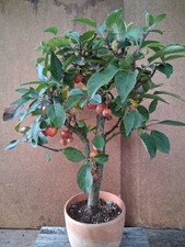 Bonsai Zierapfel Outdoor 