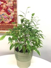 Ficus Benjamina twilight