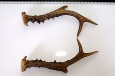 2 Geweihstangen vom Reh Geweih