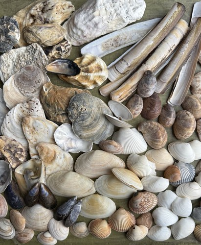 Nordsee-Muscheln/