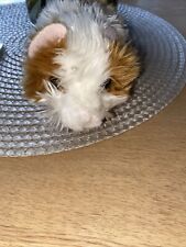 Plüsch/ Stofftier Meerschweinchen ca 18 cm von Teddy Hermann