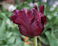 20 Papagei Tulpenzwiebeln Black Parrot Tulpen Lieferbar 9.9.