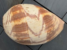 Melo amphora XXL 38,5–39,5