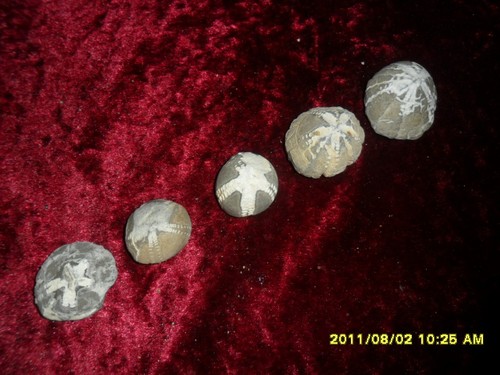 Fossilien-Seeigel-Echinocorys