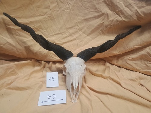 Zackelschaf hörner gehörn - zackelschaf,,