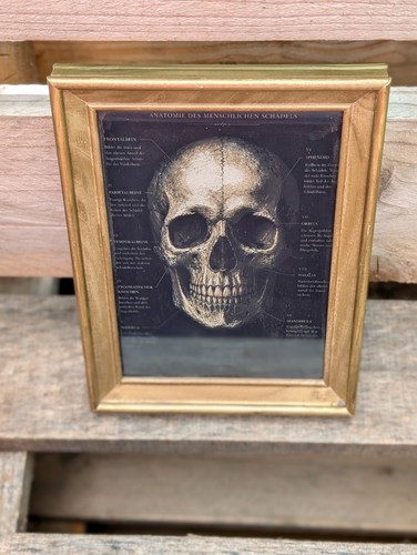 Anatomie menschlicher schädel - anatomie,