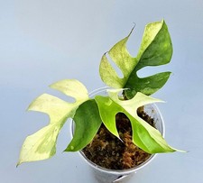 Sehr Schöne Rhaphidophora