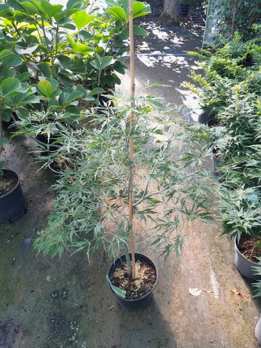 Acer palmatum dissectum - acer,