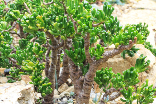 Geldbaum - , ovata)