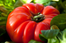 Tomate Ochsenherz -