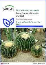 SAFLAX - Fasskaktus / Schwiegermuttersitz - 40 Samen - Echinocactus