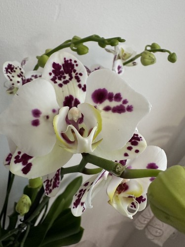 Pelorische orchidee - pelorische,