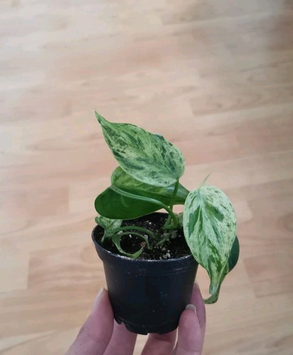 Philodendron hederaceum - philodendron,