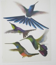 PARADIESVÖGEL UND KOLIBRIS -