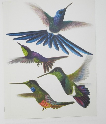 Paradiesvögel und kolibris - und,