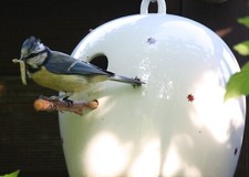 NEU - Vogel Nisthilfe Gilitzer