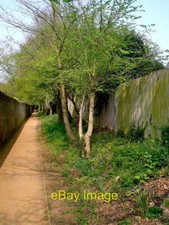 Foto 6x4 junge Ulmen wachsen entlang der Freigrenze von Richmond Park Whe c2007