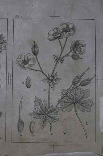 Lithographiestein mit - , 10